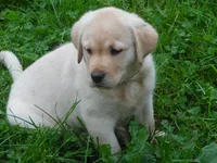 Orange, a female Labrador Retriever for sale in Marathon, NY – Photo 3 of 10