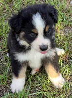 Rodeo, a male Miniature Australian Shepherd for sale in Punta Gorda, FL – 3 of 4