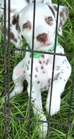 Green Shamrock AKC, a male Dalmatian for sale in Punta Gorda, FL – 2 of 8