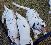 Paige AKC, a female Dalmatian for sale in Punta Gorda, FL – 2 of 5