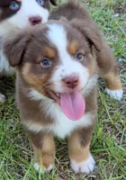 Ronald, a male Miniature Australian Shepherd for sale in Punta Gorda, FL – 3 of 10