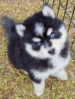 Jack, a male Pomsky for sale in Punta Gorda, FL – 4 of 5