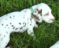 Green Shamrock ( Liver) , a male Dalmatian for sale in Punta Gorda, FL – 1 of 8
