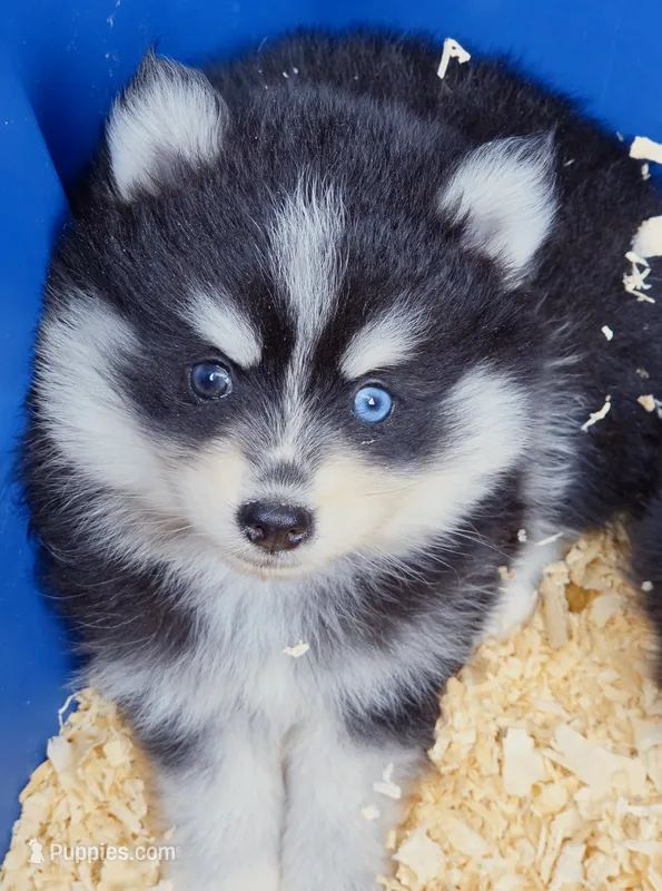 Ryder – Pomsky puppy for sale in Punta Gorda, FL
