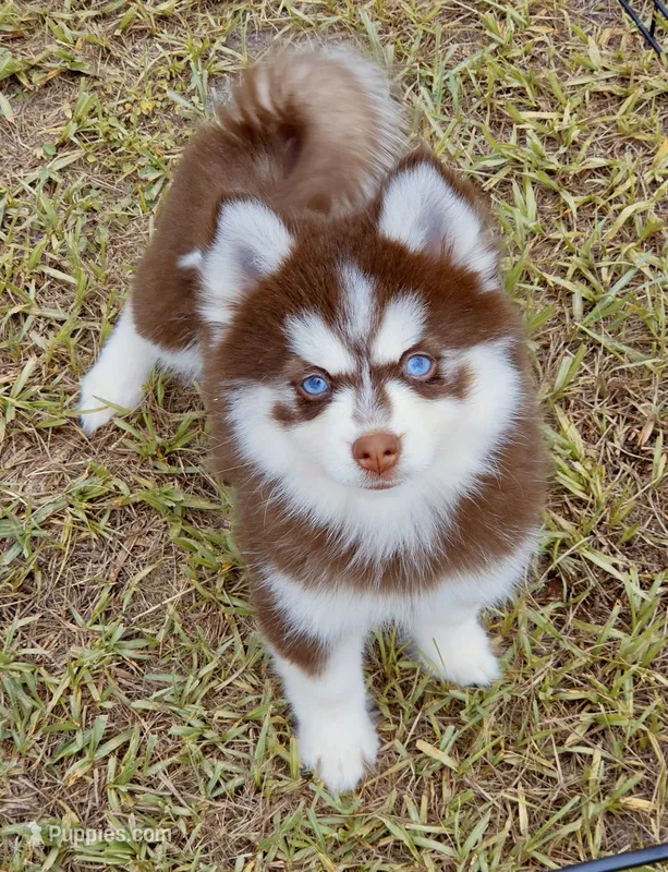 Scarlett – Pomsky puppy for sale in Punta Gorda, FL