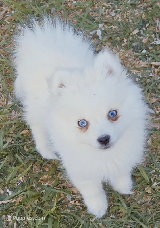 Arctic Fox toy size – Pomsky puppy for sale in Punta Gorda, FL