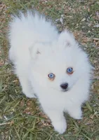 Arctic Fox toy size, a female Pomsky for sale in Punta Gorda, FL – Photo 1 of 4