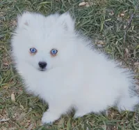Arctic Fox toy size, a female Pomsky for sale in Punta Gorda, FL – Photo 2 of 4