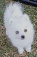 Arctic Fox toy size, a female Pomsky for sale in Punta Gorda, FL – Photo 3 of 4