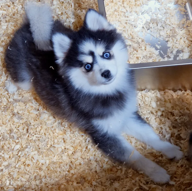 Raya – Pomsky puppy for sale in Punta Gorda, FL