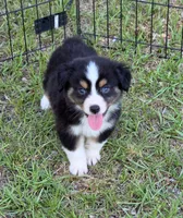 Rocky, a male Miniature Australian Shepherd for sale in Punta Gorda, FL – 3 of 7