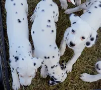 Paige AKC, a female Dalmatian for sale in Punta Gorda, FL – 4 of 5