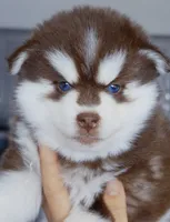 Pyro, a male Pomsky for sale in Punta Gorda, FL – 1 of 3
