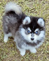Grey Fox tiny , a female Pomsky for sale in Punta Gorda, FL – 1 of 6