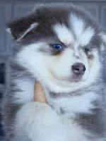 Luna Blue, a female Pomsky for sale in Punta Gorda, FL – 4 of 5