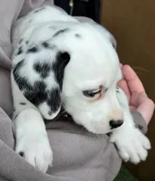 Blue Sky AKC, a male Dalmatian for sale in Punta Gorda, FL – 5 of 6