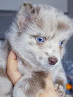 Lava Lavender merle, a male Pomsky for sale in Punta Gorda, FL – 2 of 4