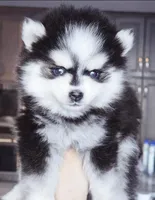 Pixie tiny toy size, a female Pomsky for sale in Punta Gorda, FL – Photo 1 of 3