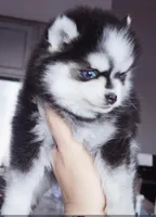 Pixie tiny toy size, a female Pomsky for sale in Punta Gorda, FL – Photo 3 of 3