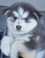 Luna Blue, a female Pomsky for sale in Punta Gorda, FL – 3 of 5