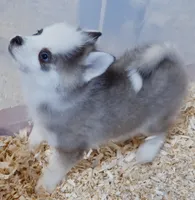 Dash tiny , a male Pomsky for sale in Punta Gorda, FL – 6 of 6