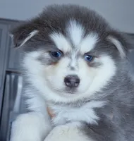 Luna Blue, a female Pomsky for sale in Punta Gorda, FL – 5 of 5