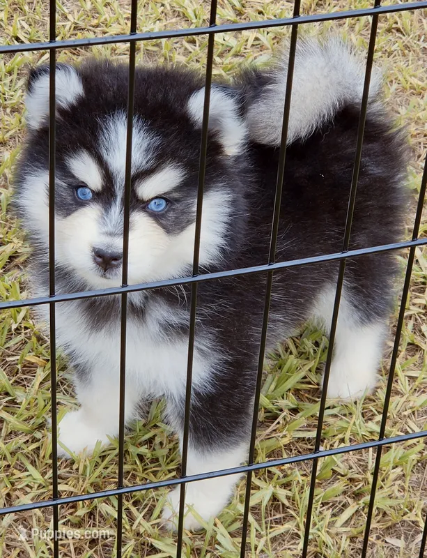 Danny – Pomsky puppy for sale in Punta Gorda, FL