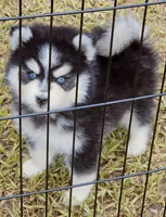 Danny, a male Pomsky for sale in Punta Gorda, FL – 1 of 4