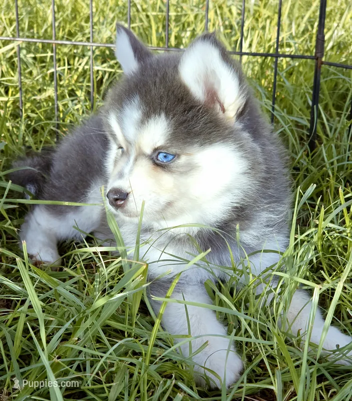 Luna Blue – Pomsky puppy for sale in Punta Gorda, FL