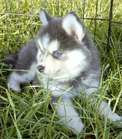 Luna Blue, a female Pomsky for sale in Punta Gorda, FL – 1 of 9