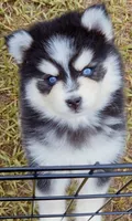 Danny, a male Pomsky for sale in Punta Gorda, FL – 3 of 4