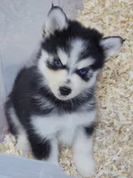 Draven, a male Pomsky for sale in Punta Gorda, FL – 3 of 4