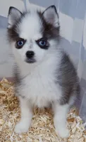Pennywise TINY (Penny) , a female Pomsky for sale in Punta Gorda, FL – 2 of 3