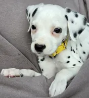 Yellow Sunflower AKC, a female Dalmatian for sale in Punta Gorda, FL – 3 of 5