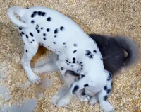 Daisy AKC, a female Dalmatian for sale in Punta Gorda, FL – 4 of 5