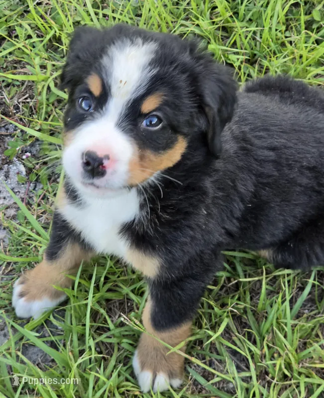 Bella AKC – Bernese Mountain Dog puppy for sale in Punta Gorda, FL