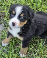 Bella AKC, a female Bernese Mountain Dog for sale in Punta Gorda, FL – 1 of 4