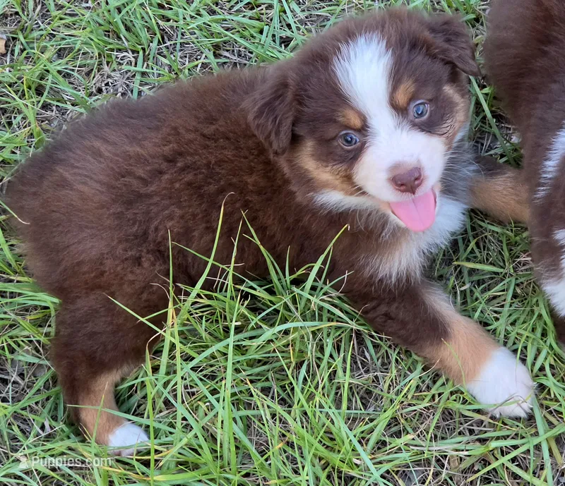Penny – Miniature Australian Shepherd puppy for sale in Punta Gorda, FL