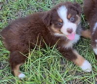 Penny, a female Miniature Australian Shepherd for sale in Punta Gorda, FL – 1 of 3
