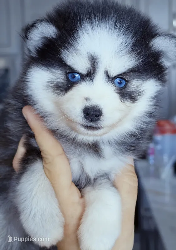 Raya – Pomsky puppy for sale in Punta Gorda, FL