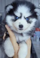 Raya, a female Pomsky for sale in Punta Gorda, FL – 1 of 3