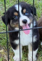 Rocky, a male Miniature Australian Shepherd for sale in Punta Gorda, FL – 6 of 7
