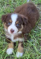 Penny, a female Miniature Australian Shepherd for sale in Punta Gorda, FL – 2 of 3