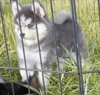 Luna Blue, a female Pomsky for sale in Punta Gorda, FL – 2 of 9