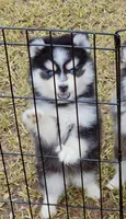 Danny, a male Pomsky for sale in Punta Gorda, FL – 2 of 4