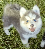 Luna Blue, a female Pomsky for sale in Punta Gorda, FL – 7 of 9