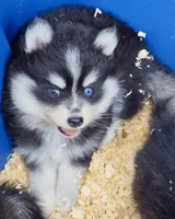 Ryder, a male Pomsky for sale in Punta Gorda, FL – 9 of 9
