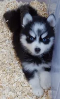 Salem, a male Pomsky for sale in Punta Gorda, FL – 4 of 5