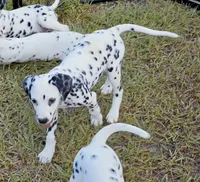 Star AKC, a female Dalmatian for sale in Punta Gorda, FL – 3 of 4