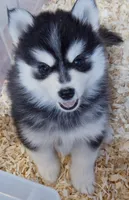 Raven, a female Pomsky for sale in Punta Gorda, FL – 3 of 4